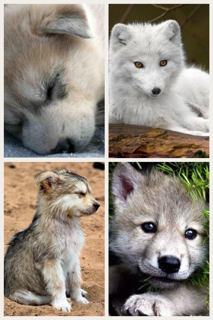 Baby wolves