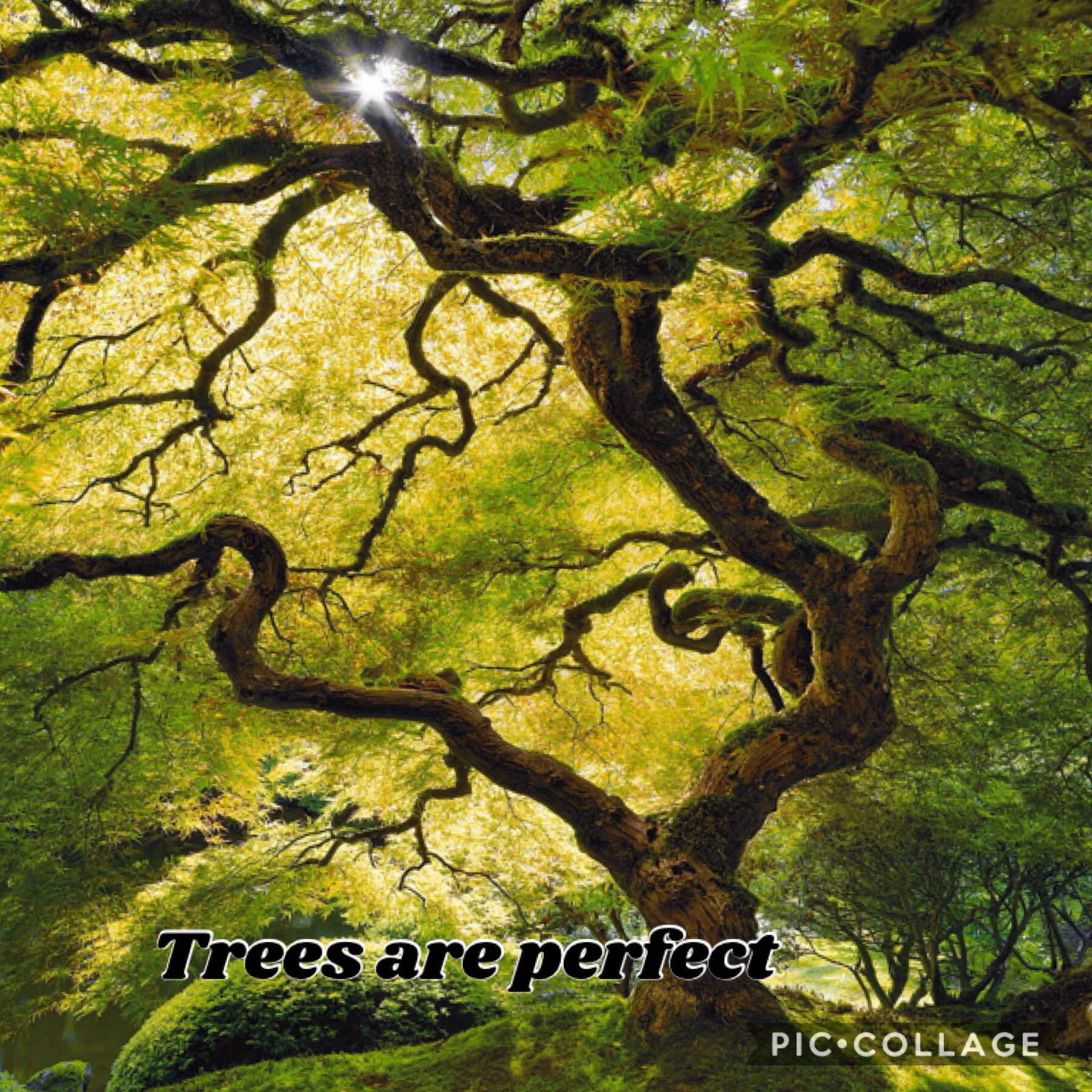 The best tree

