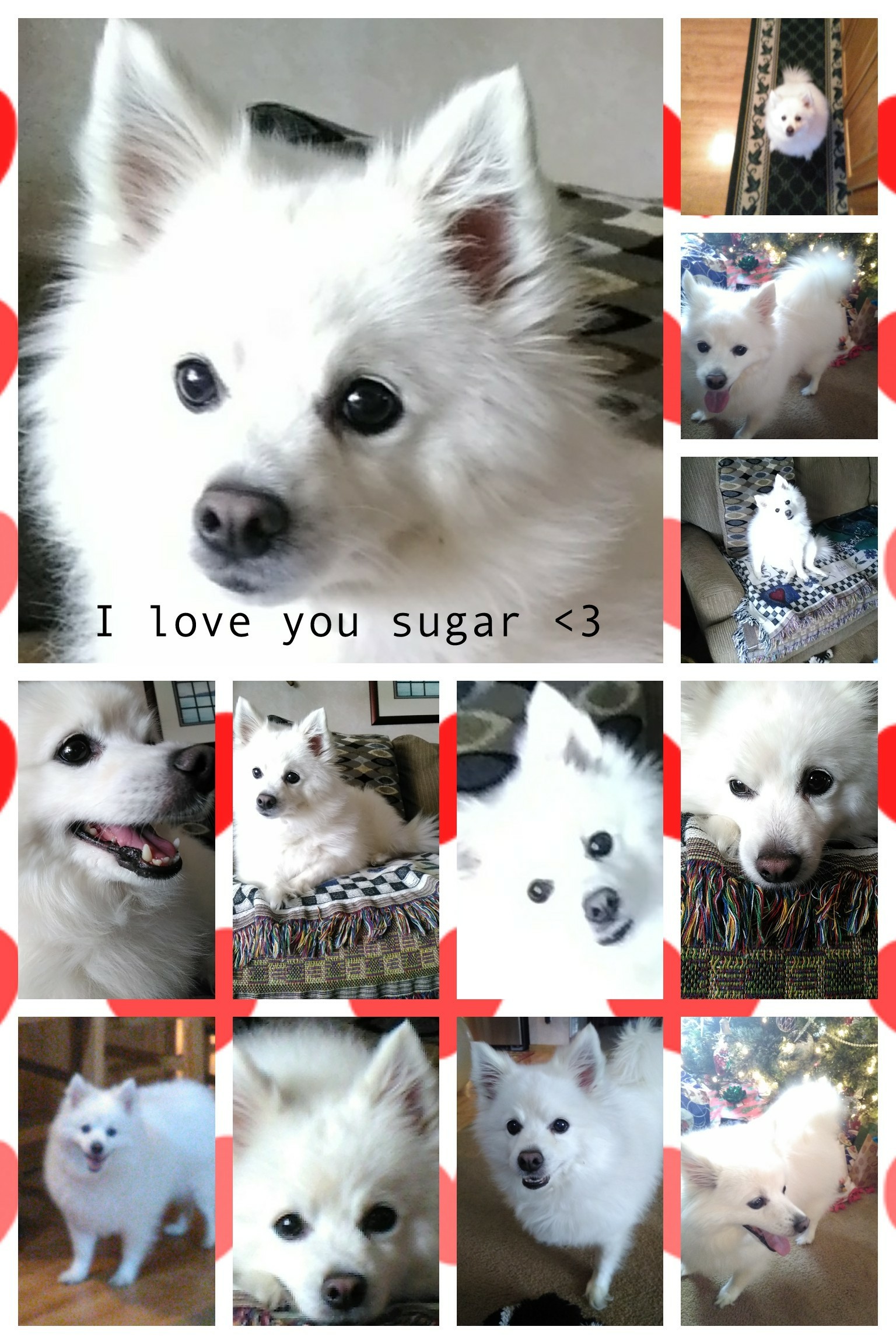 I love you sugar <3
