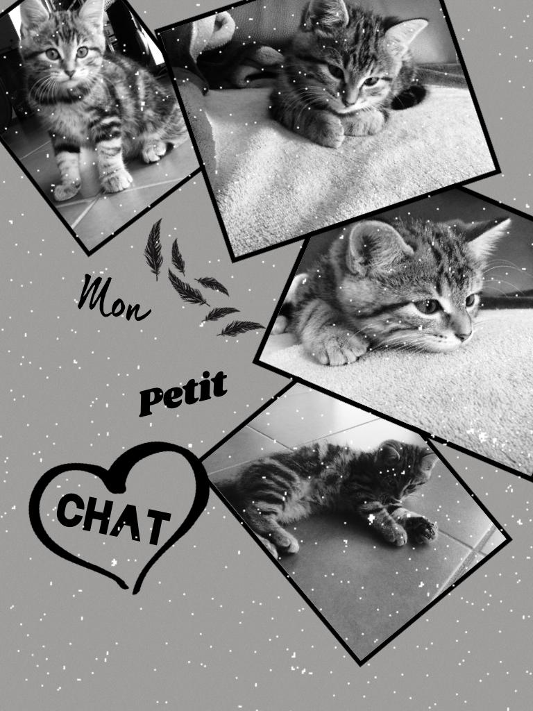 #Chat😸