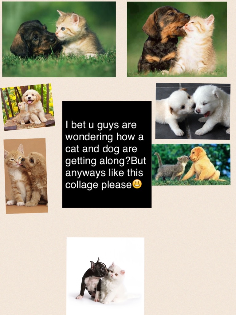 I bet u guys are wondering how a cat and dog are getting along?But anyways like this collage please😃