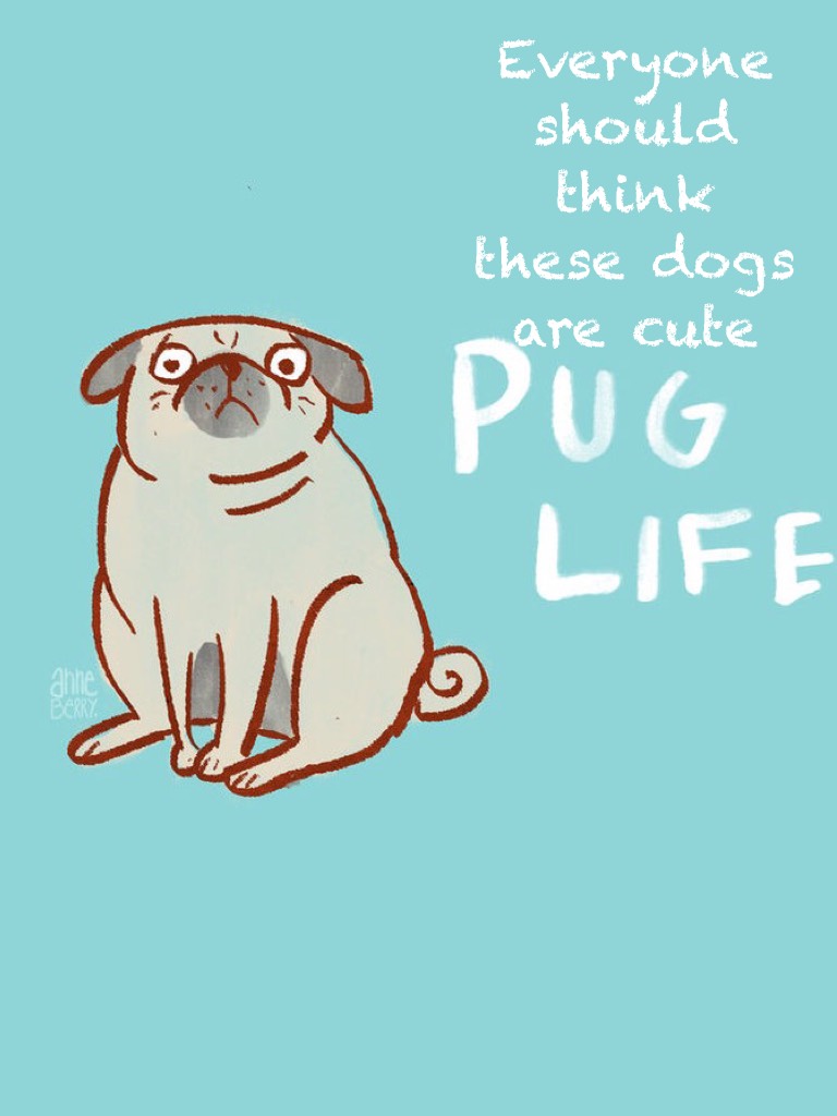 Pugs are so cute !!!!!!!!! ❤️💛💜💙💞💓💖💝