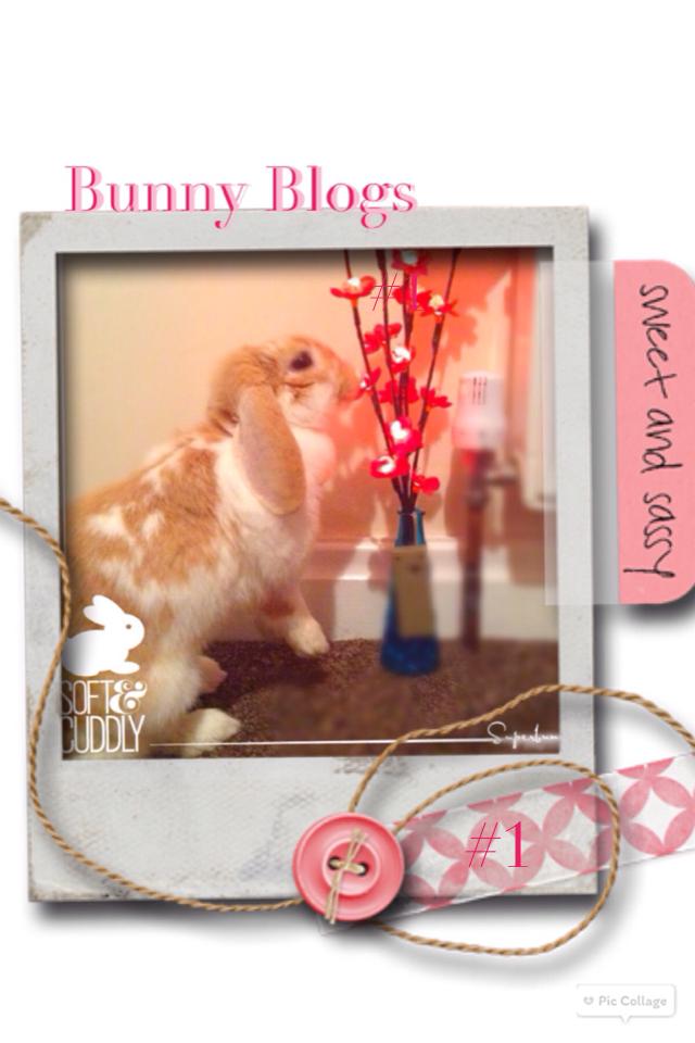 Bunny Blogs #1 Hope you like them☀️