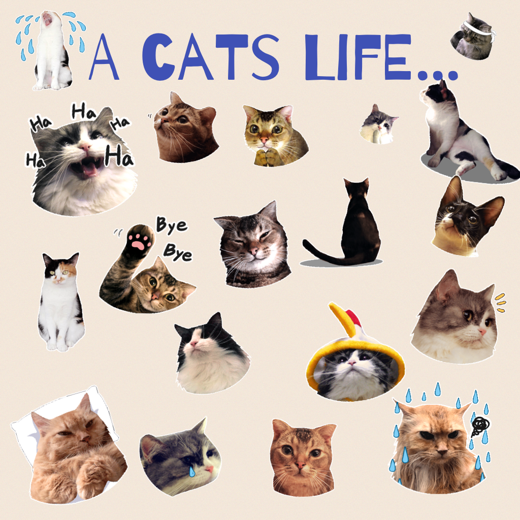 A cats life...