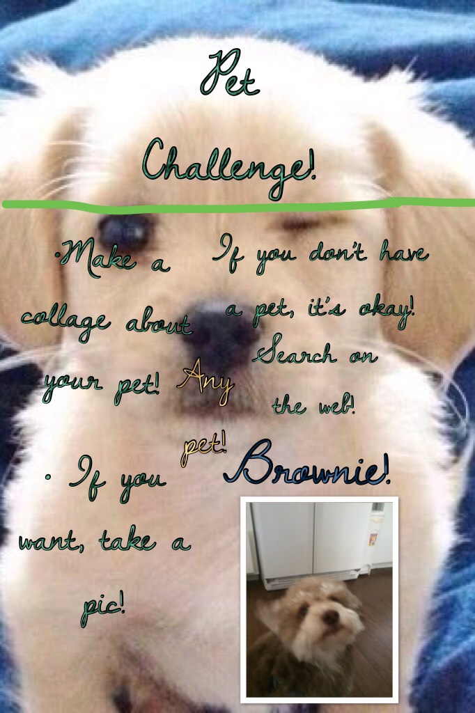 Pet Challenge!!! Please like and comment! #Pets