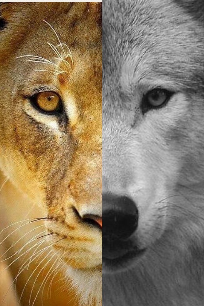 A female lion on the left and a wolf on the right. 🦁🐺
I am very proud of this one 😂
