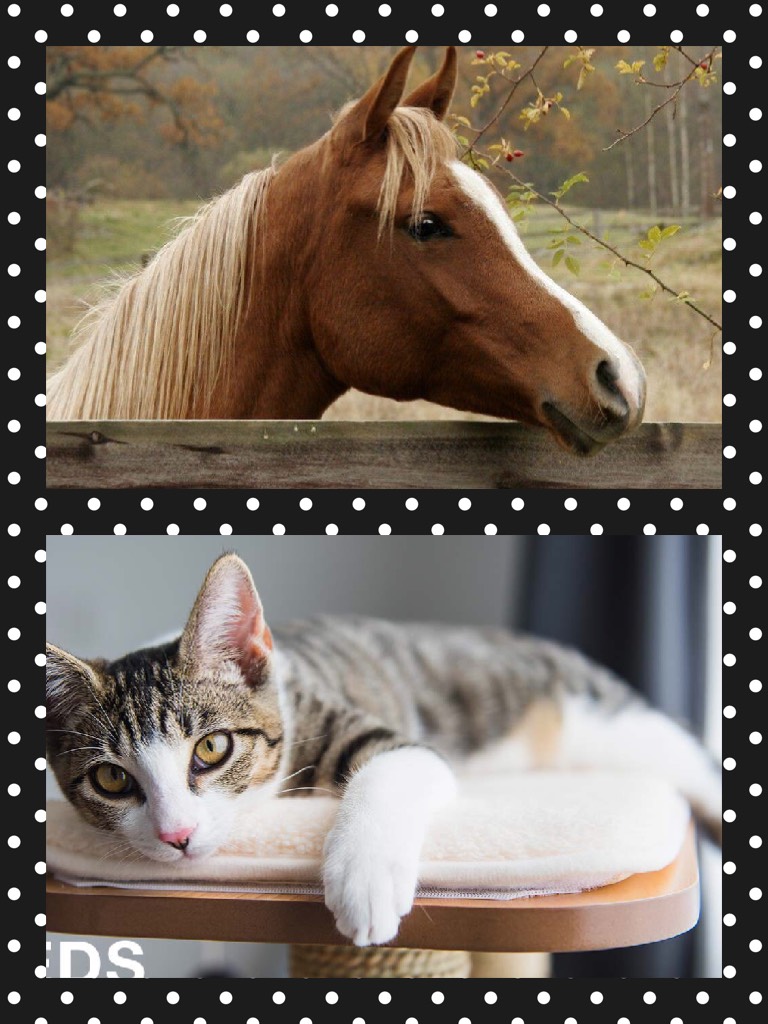 Cat or horse? I like horses better🐴