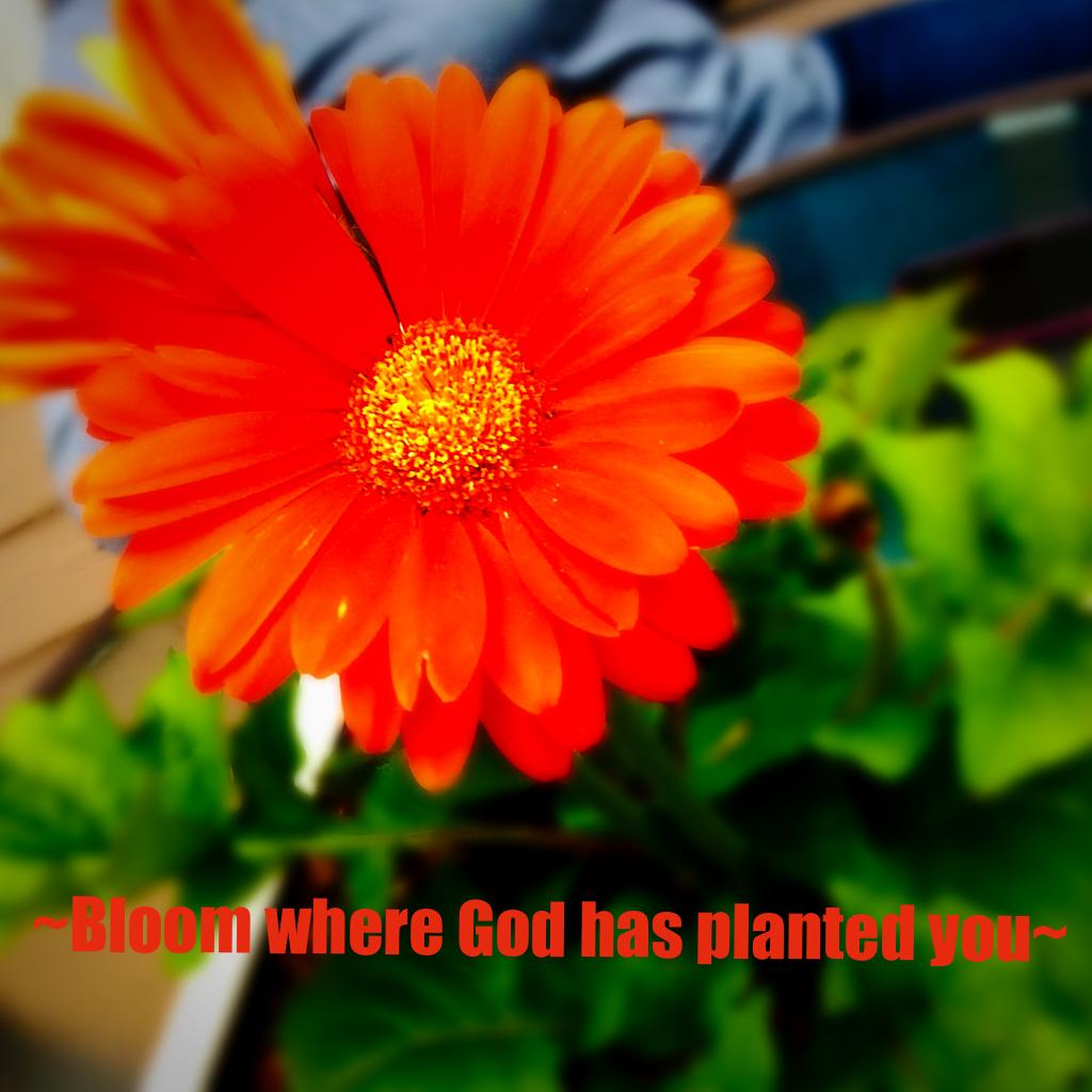 ~Bloom where God has planted you~