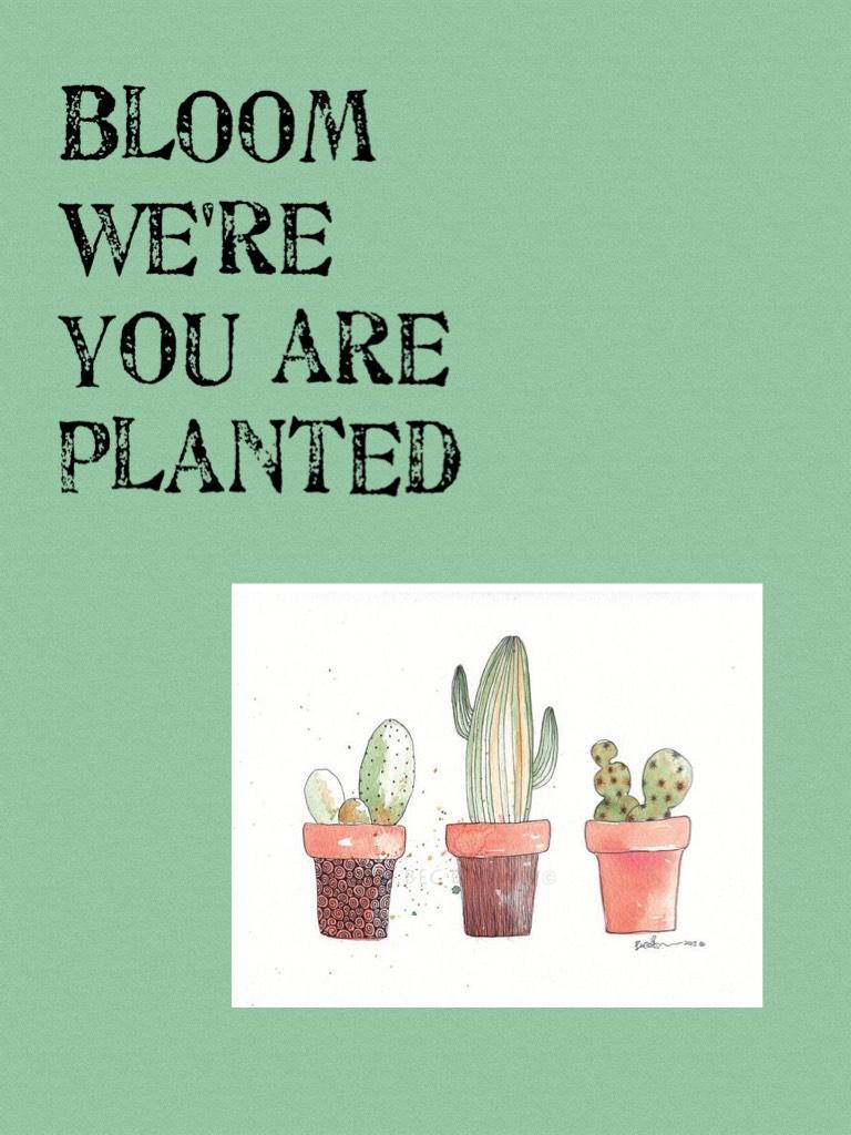 Bloom we're you are planted