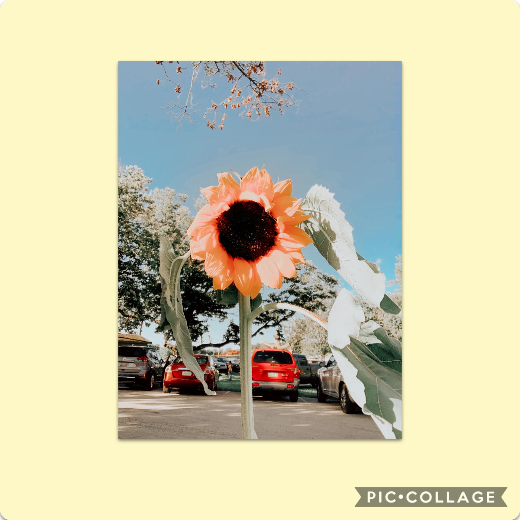 Got a sunflower today