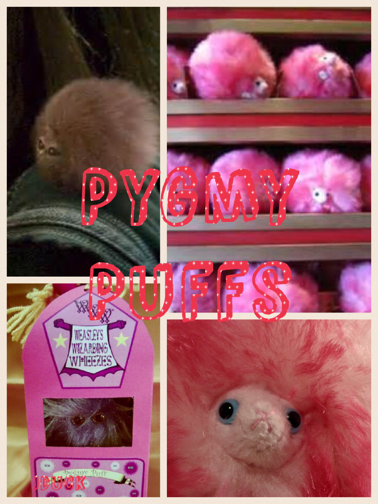Pygmy Puffs