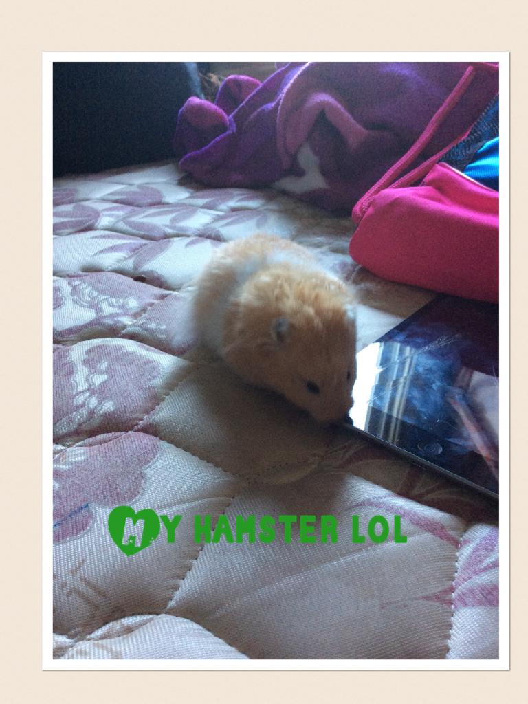 My hamster lol 