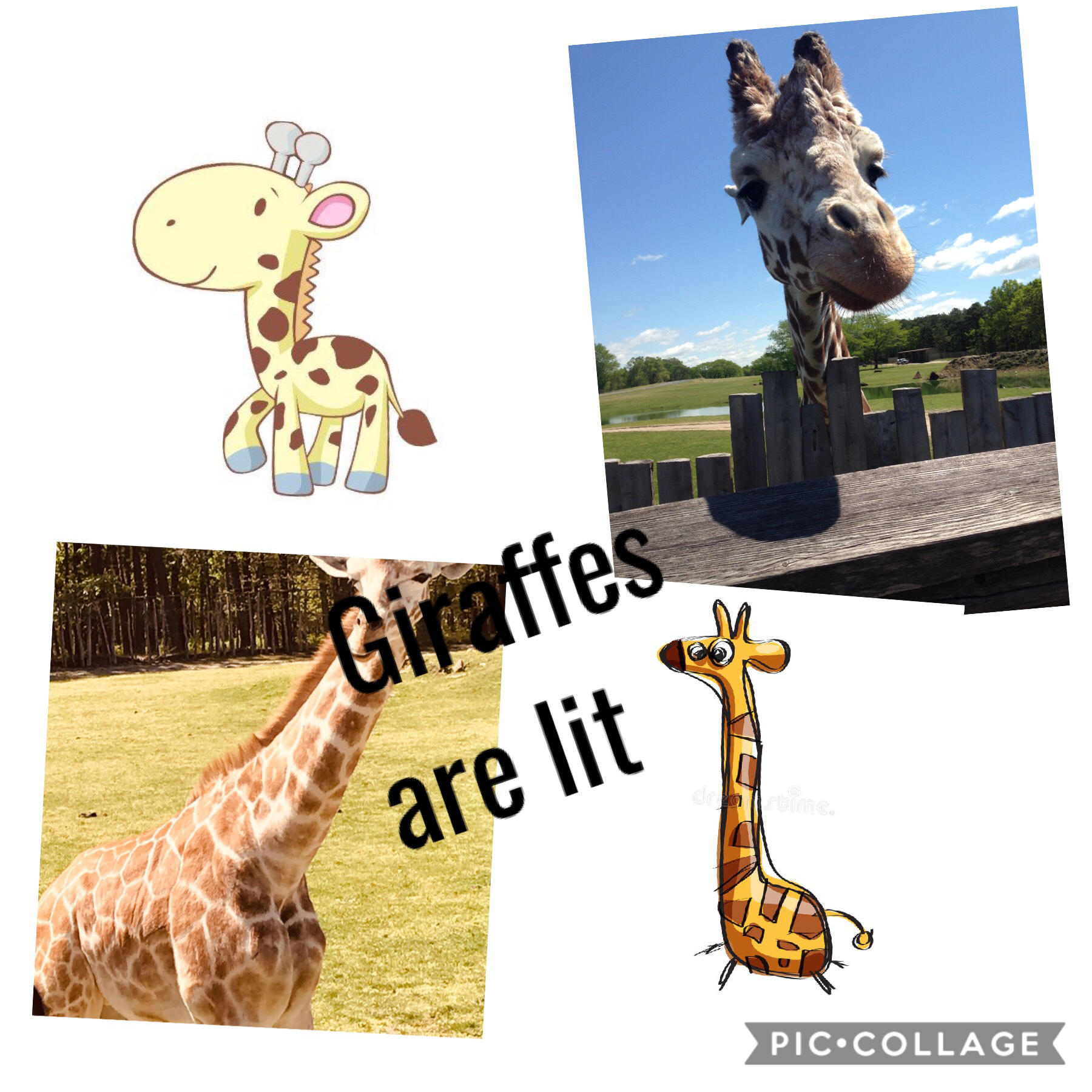 Like and follow if you love giraffes because I love them and the are on of my favorite animals!! 