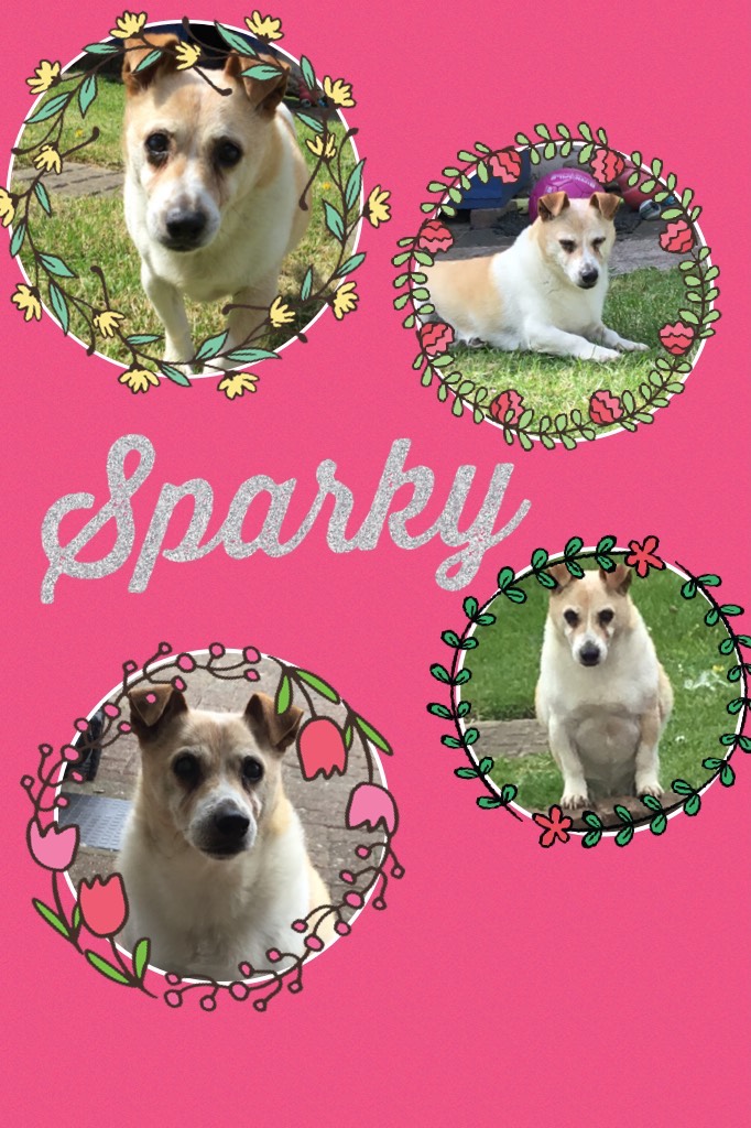 ❤️ My Dog Sparky ❤️