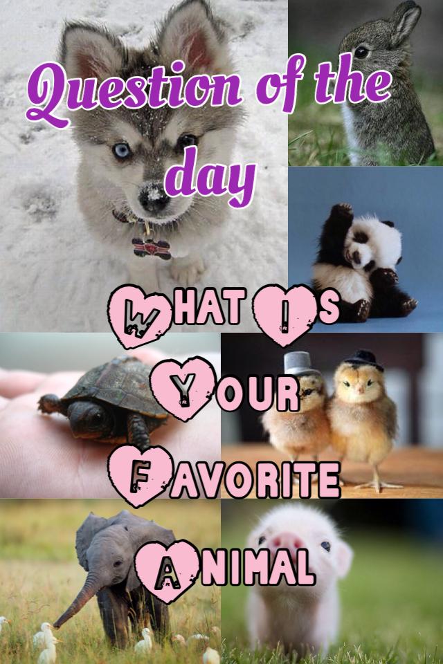 What Is Your Favorite Animal 