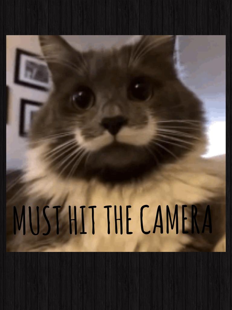Yes, the Mustach cat is back. 