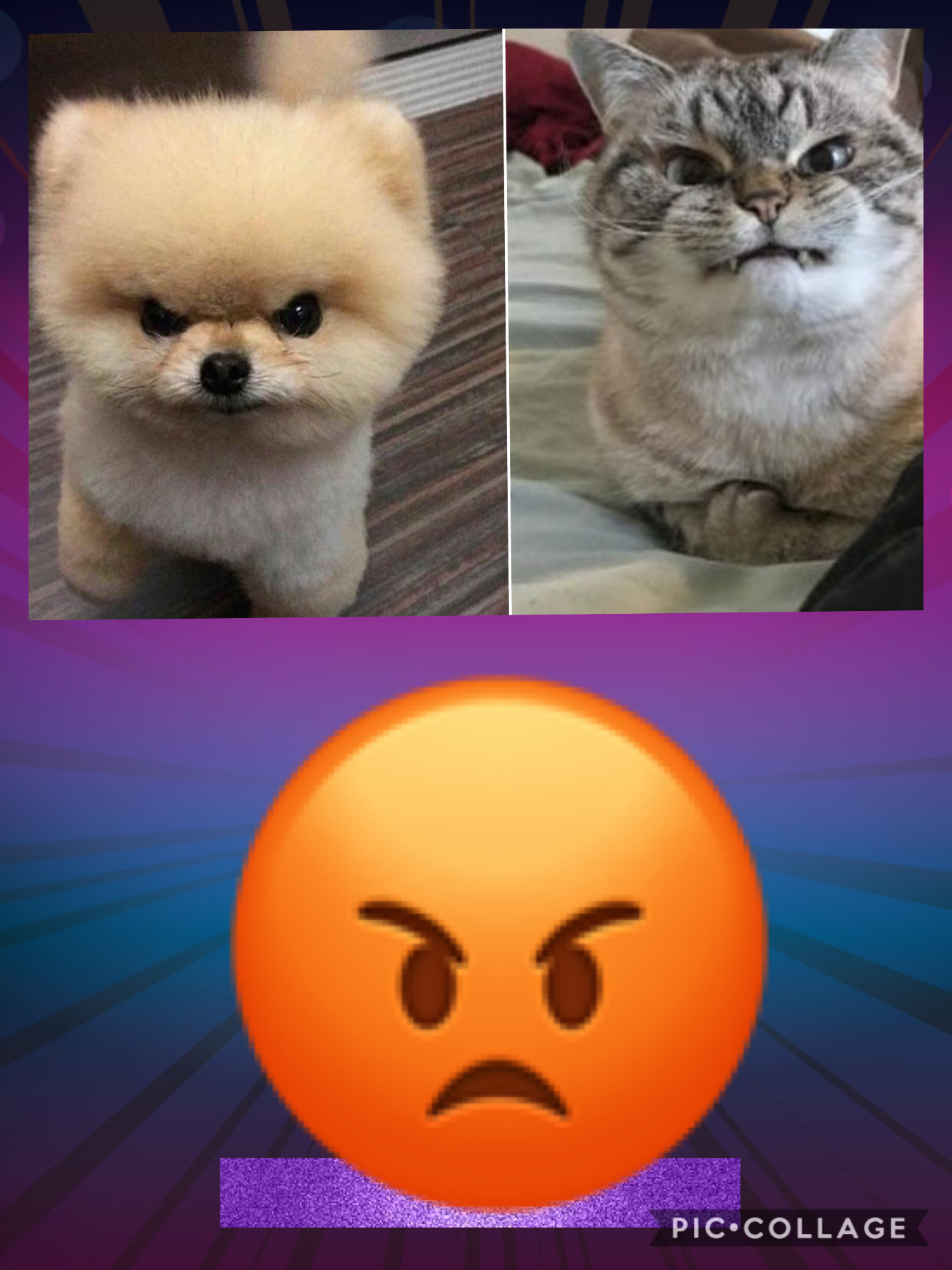 Angry animals... Lol it’s so cute 