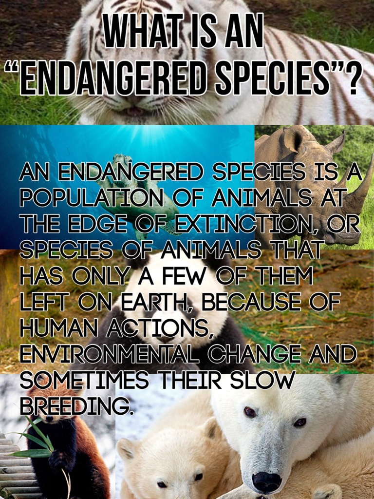 What is an 
“Endangered Species”?