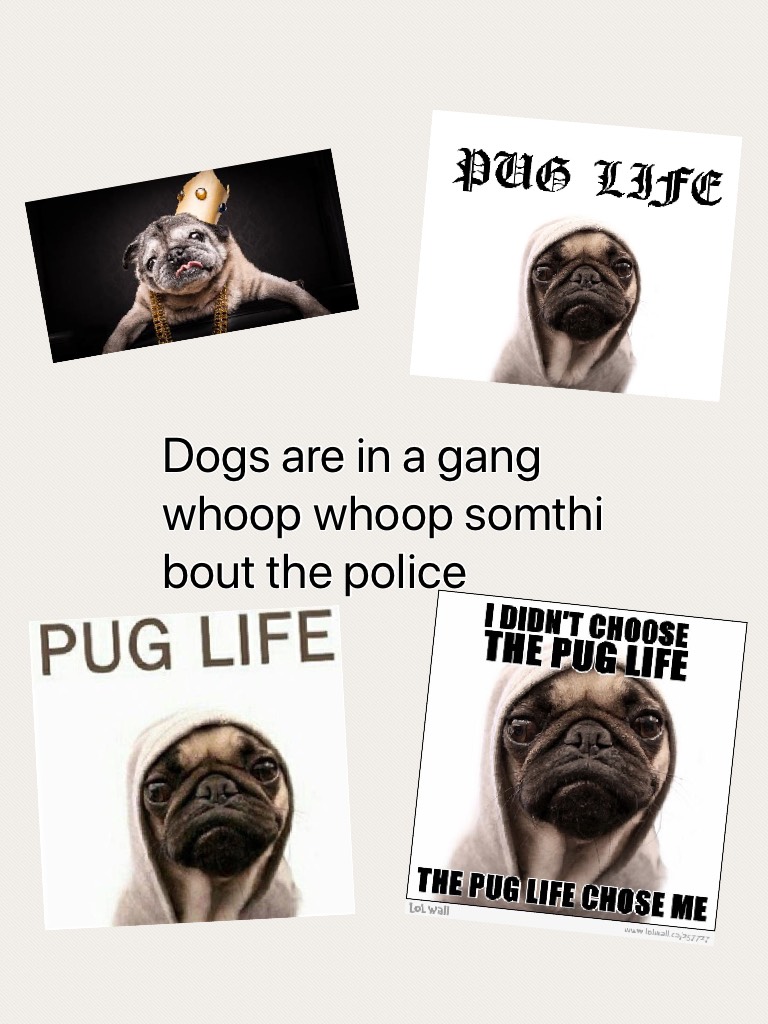Dogs are in a gang  whoop whoop somthi bout the police