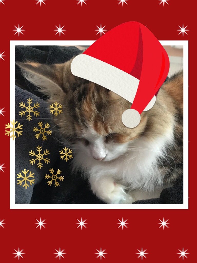 Un chat qui fête Noël 