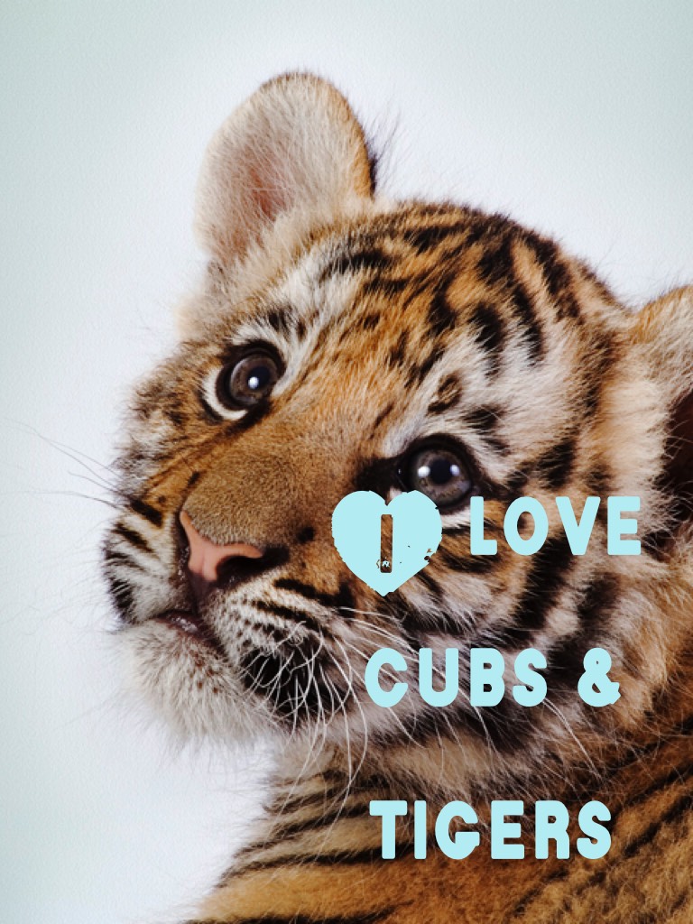 Cubs & Tigers