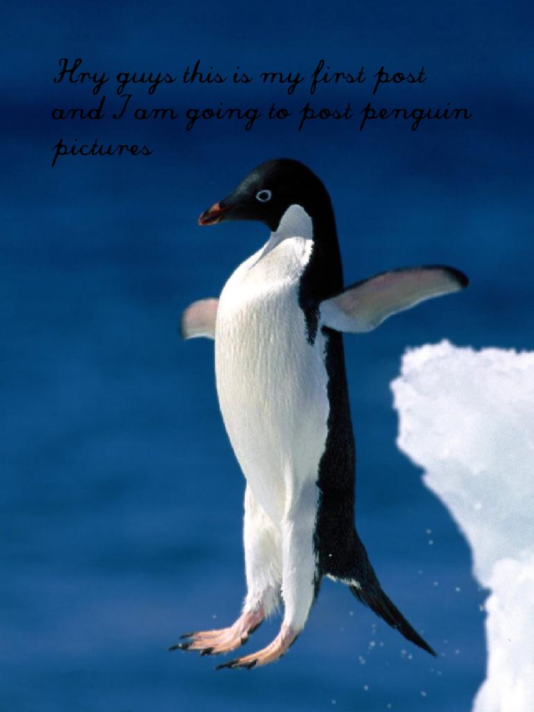 Hey guys this is my first post and I am going to post penguin pictures
