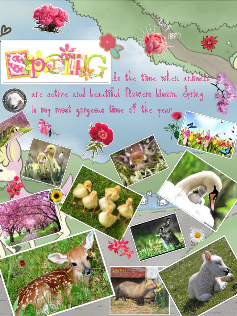                   Is the time when animals are active and beautiful flowers bloom. Spring is my most gorgeous time of the year
