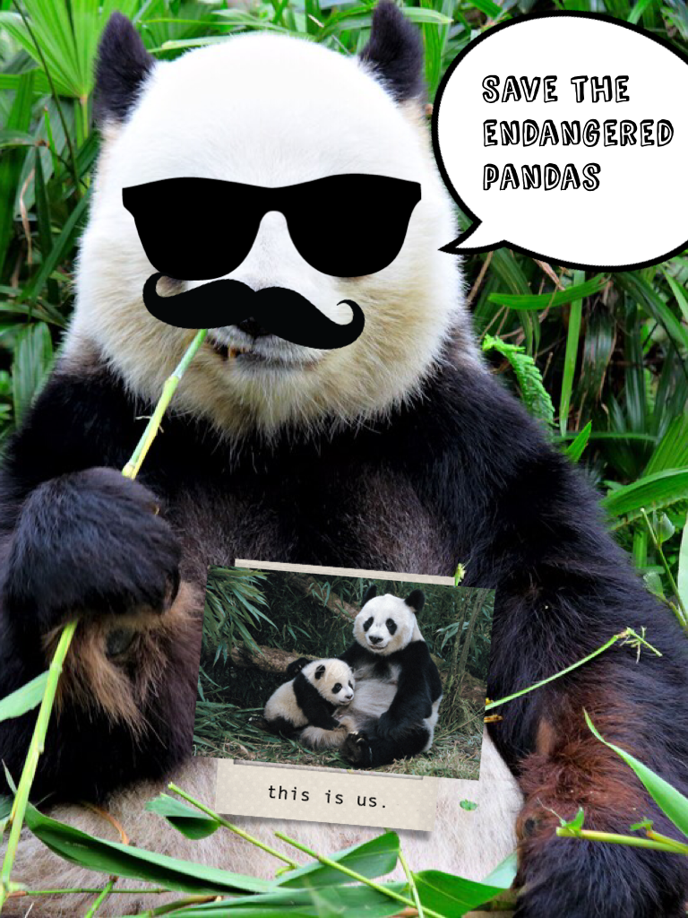 Save the endangered pandas

