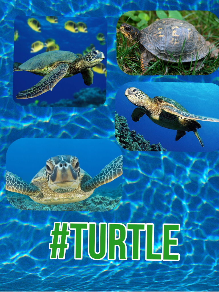 #Turtle