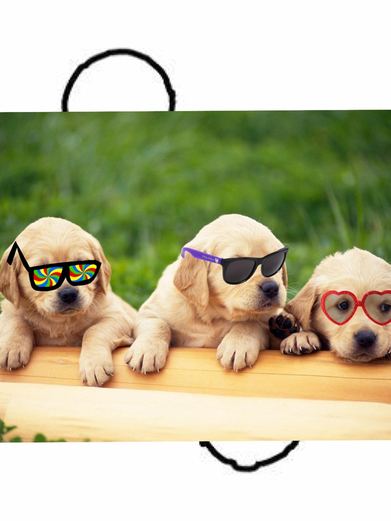 Dogs With Glasses