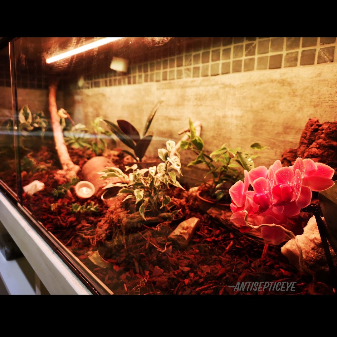 QwQ The Terrarium is complete! The entire thing was practically designed and placed by me :3