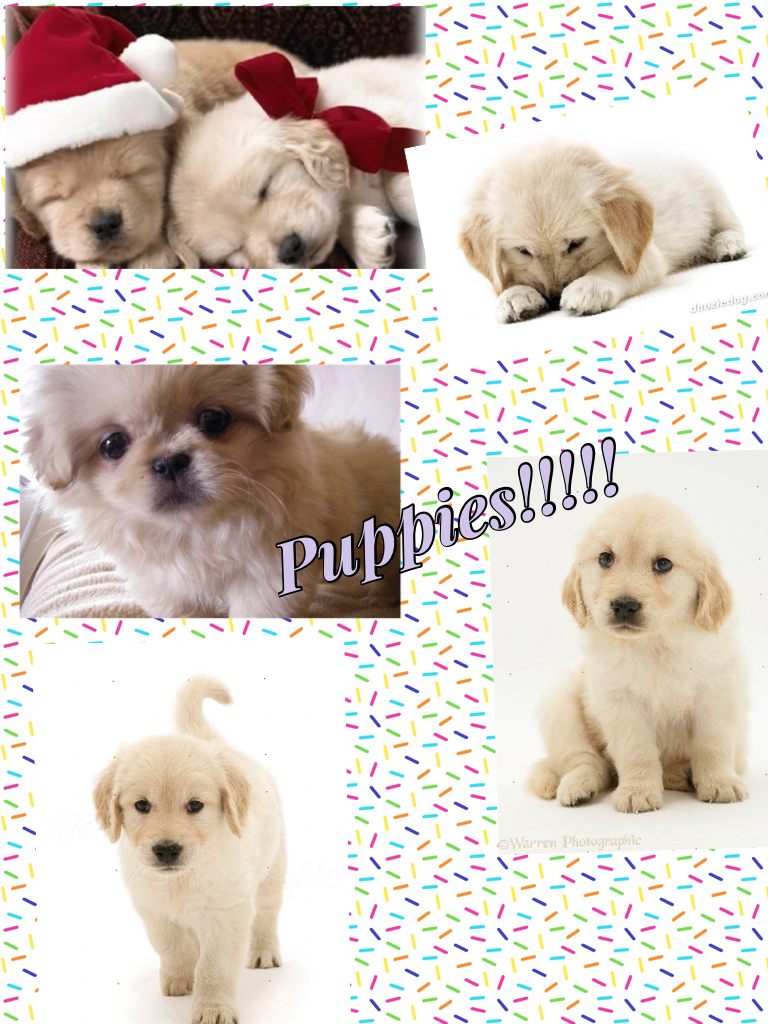 Puppies are sooo cute!