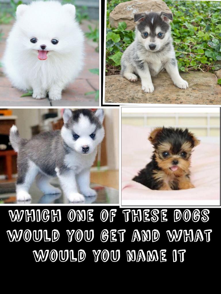 Which one of these dogs would you get and what would you name it 