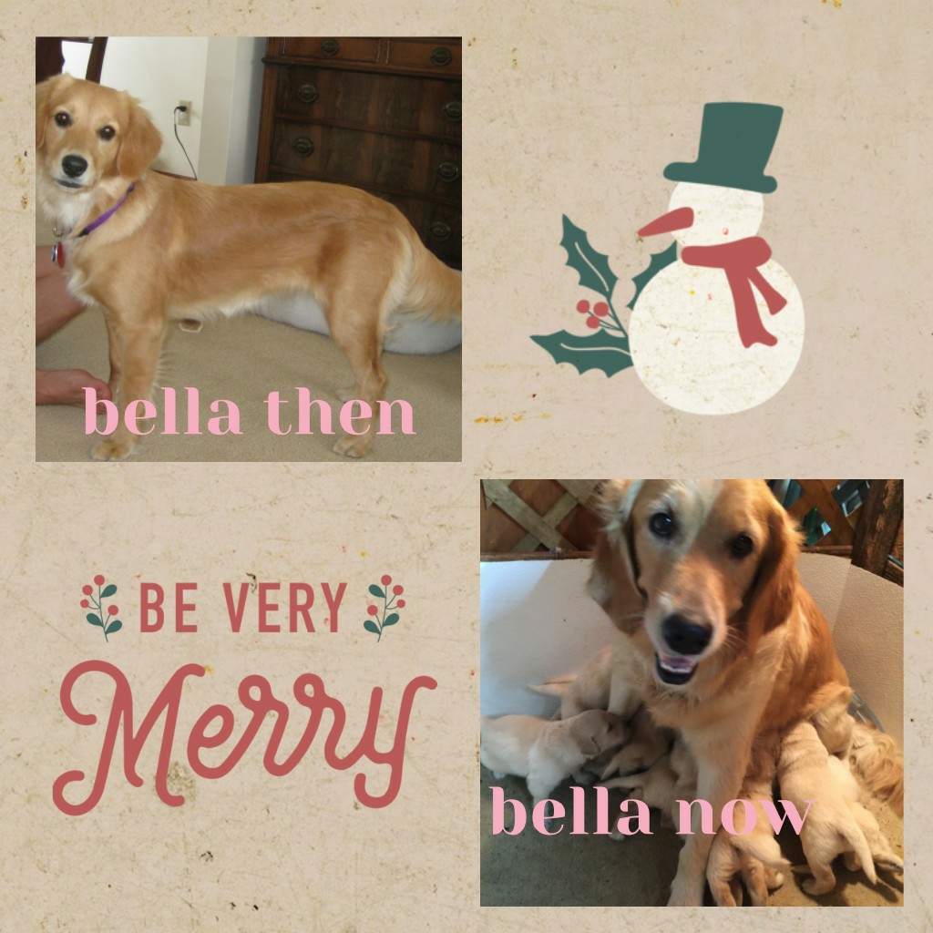 Bella is my aunts dog that was when she was a pup and now she a mom and we might get to get a nother golden retriever puppy and dex is very lazy lol today is Christmas eve 