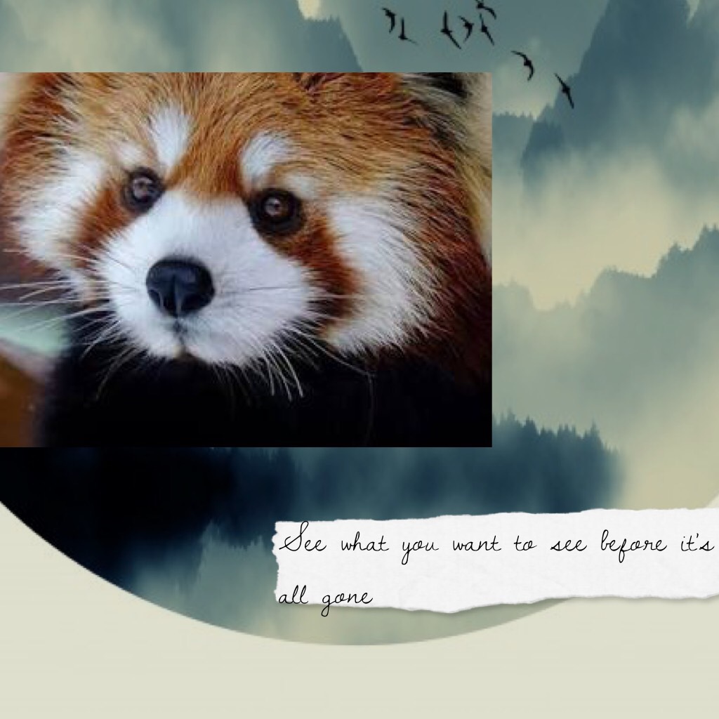 See what you want to see before it's all gone ( the red panda raccoon will be extinct soon )