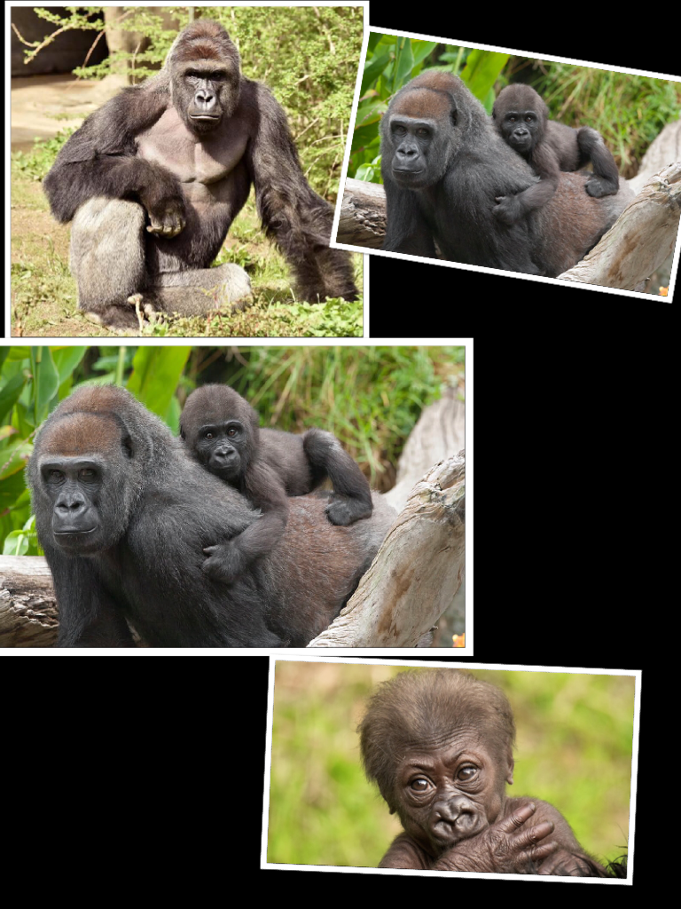 Gorilla 🦍 family