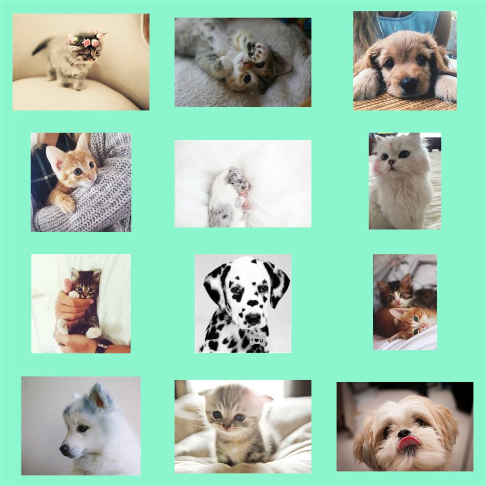 Cute cat / dog / kitten / puppy / animal images 🐶🐱