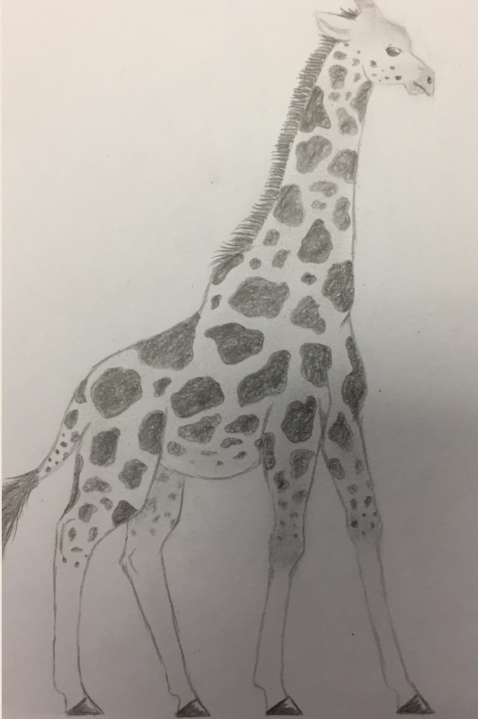 Giraffe I drew