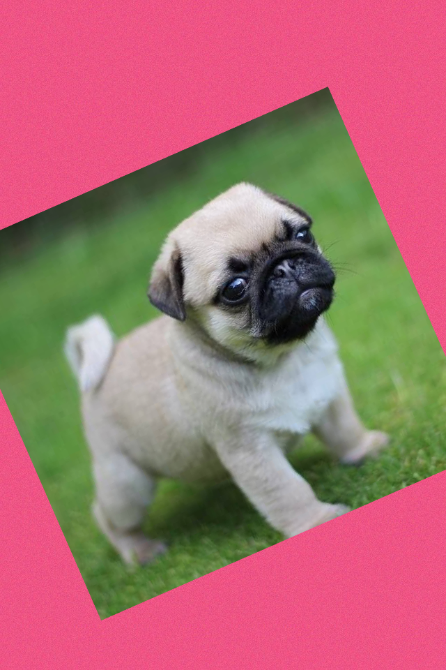 Cute pug X 
Who wants this 
It's mine 