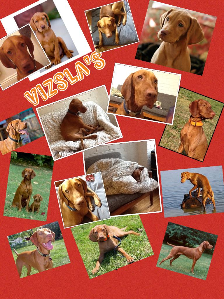 Vizsla's... My adorn table dog!