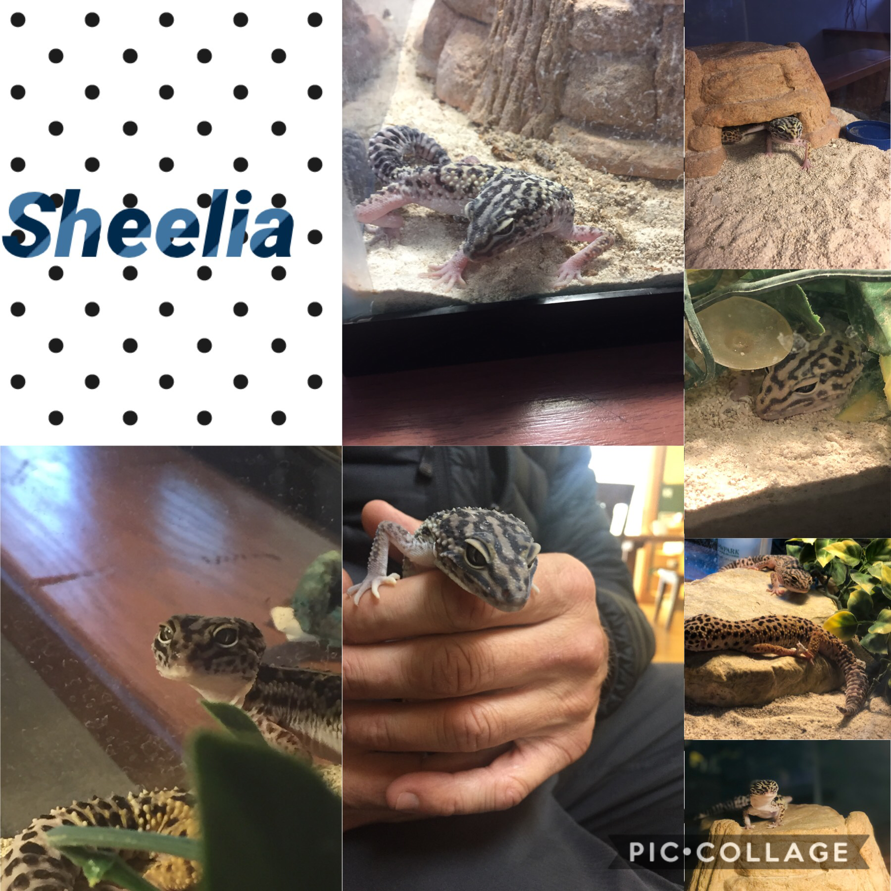Sheelia is my loved geocko

