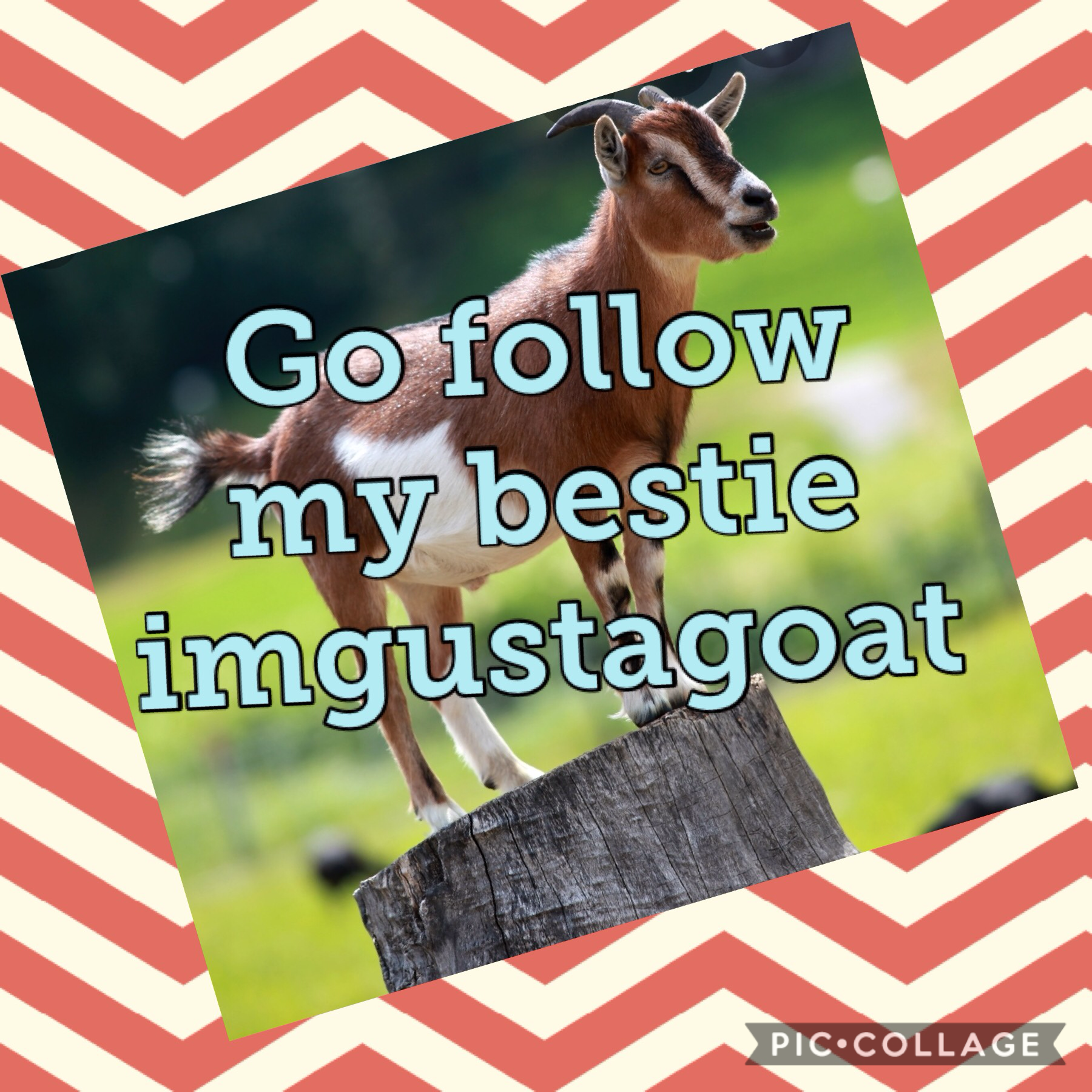 Go follow my best friend😄