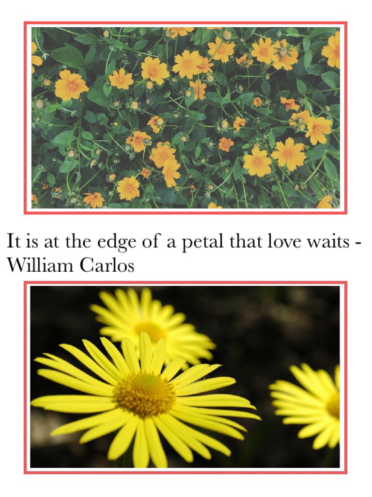 It is at the edge of a petal that love waits// what’s your fav kind of flower??// rate??