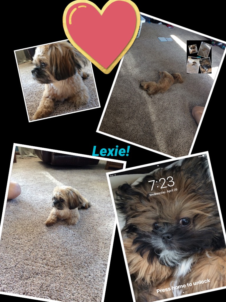 My little puppy Lexie!