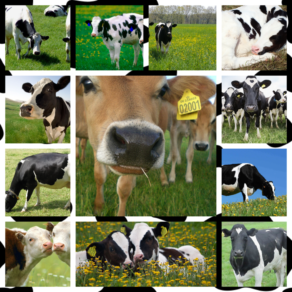 My Love For Cows!