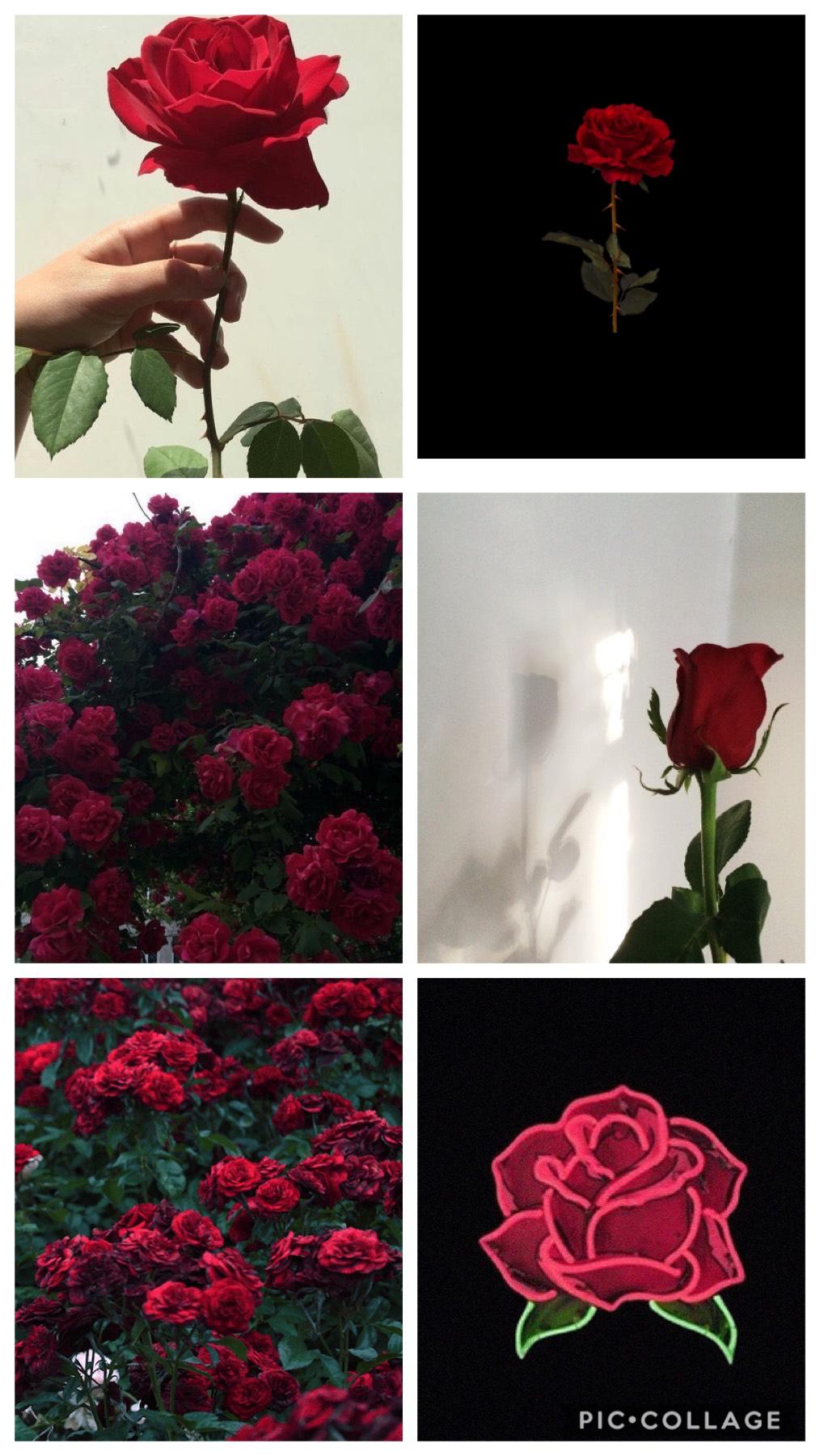 Tumblr roses 🥀🥀