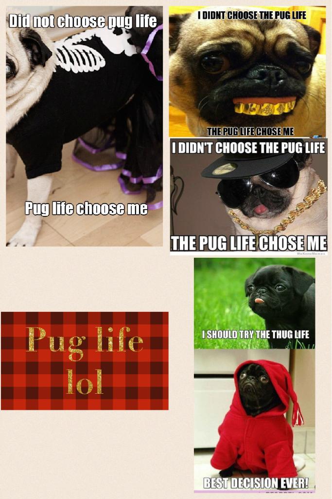 Pug life lol 