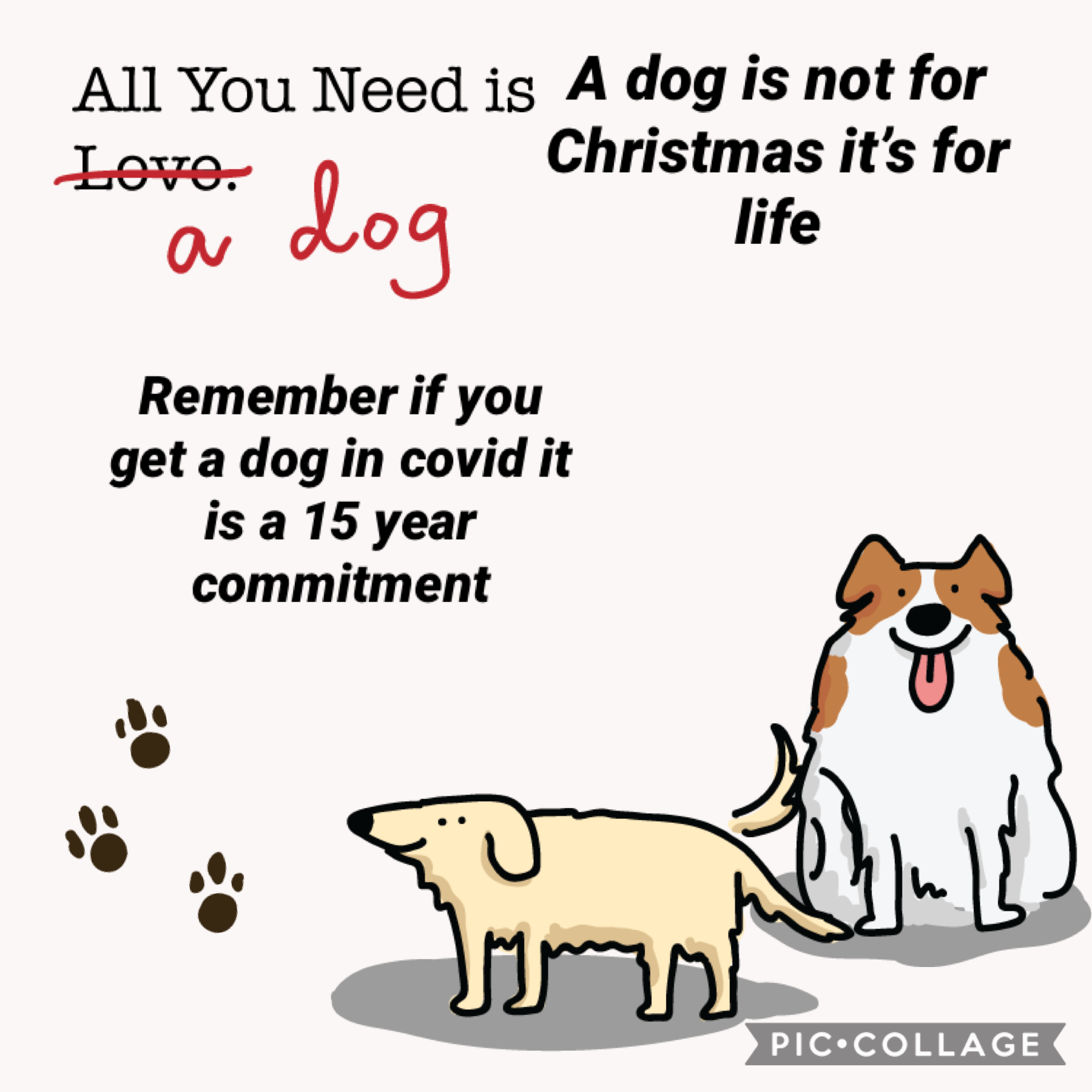 A dog is for life not just Christmas 