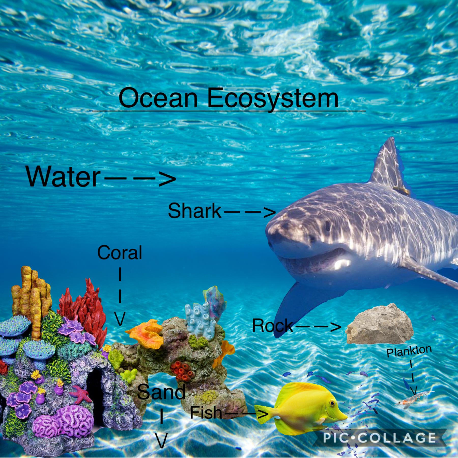 Ocean ecosystem
Science