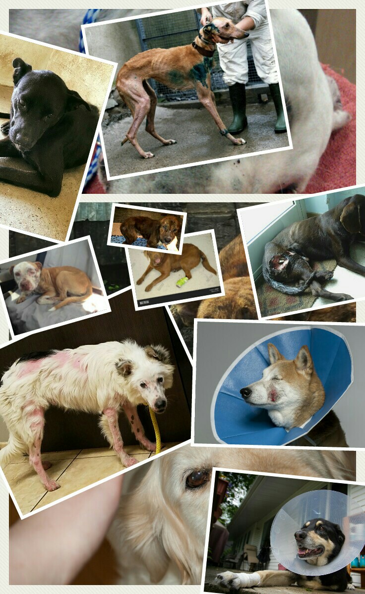 Pray for jury and abused animals😢😥😟😞😭
